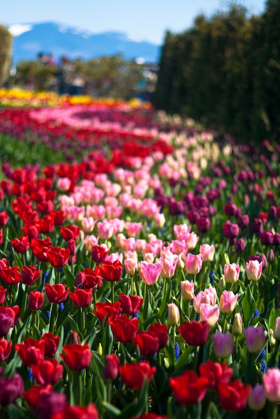 🌸THIÊN ĐƯỜNG HOA XUÂN TẠI CHÂU ÂU🌸