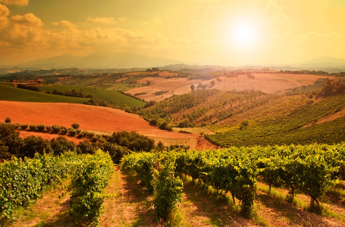 tham-quan-cac-vuon-nho-o-tuscany-va-thu-ruou-vang