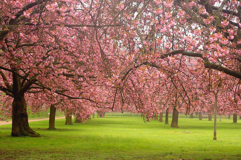 Mùa hoa anh đào nở rực rỡ ở công viên Parc de Sceaux