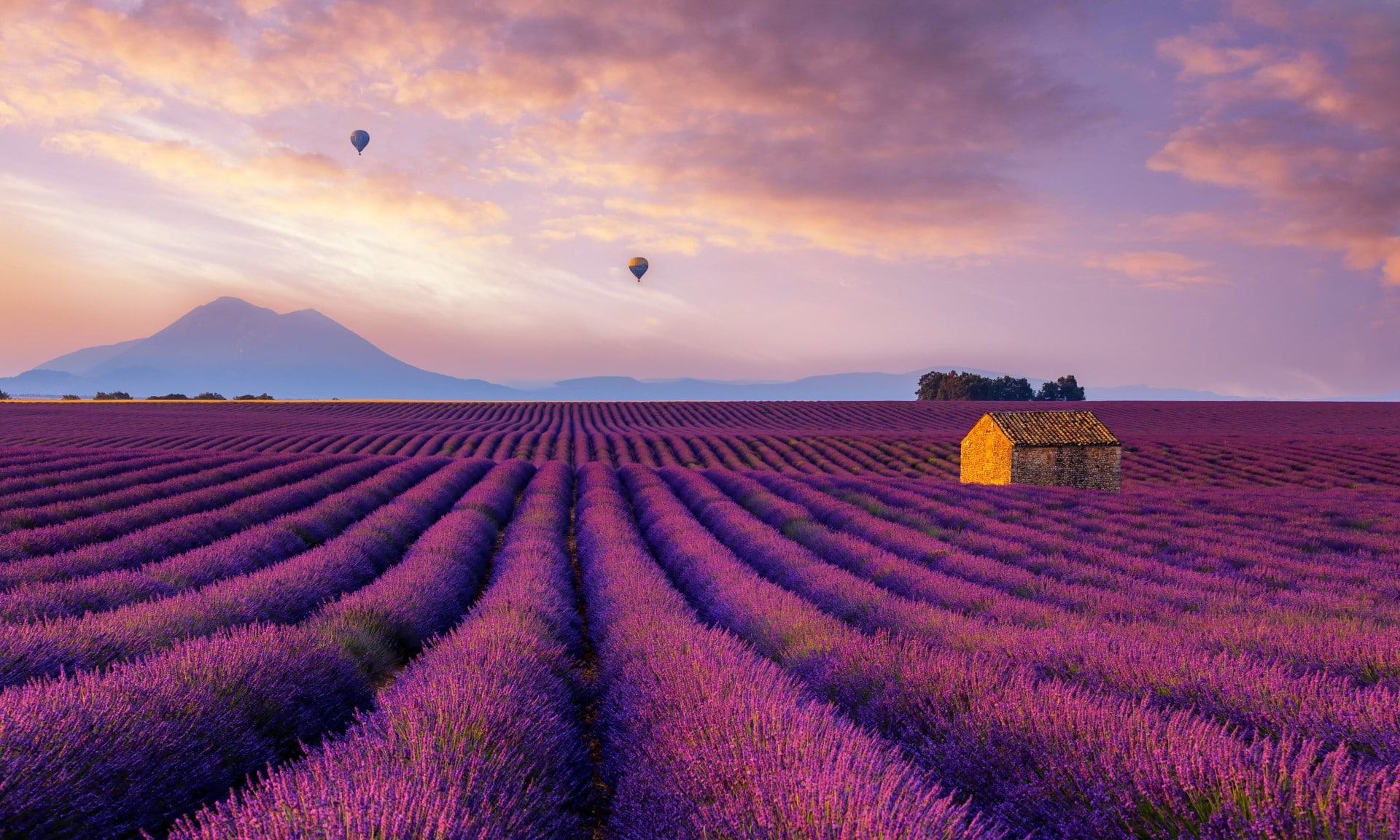 canh-dong-hoa-oai-huong-provence