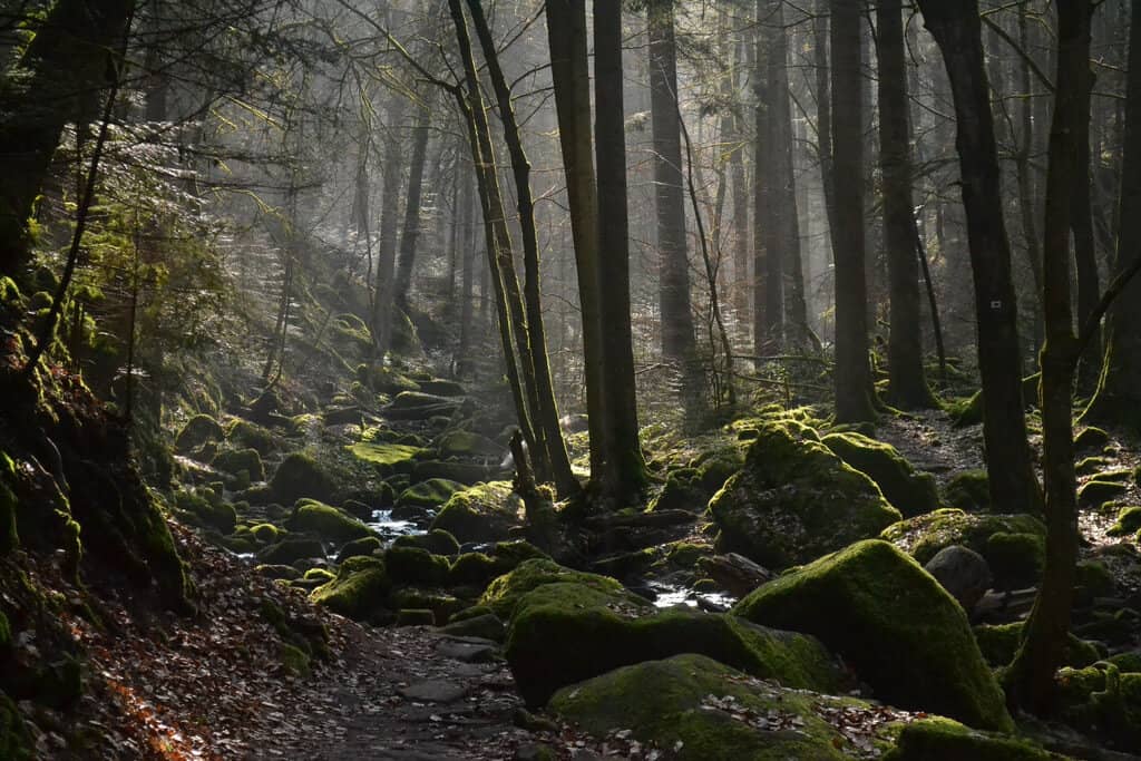 dia-diem-du-lich-duc-rung-den