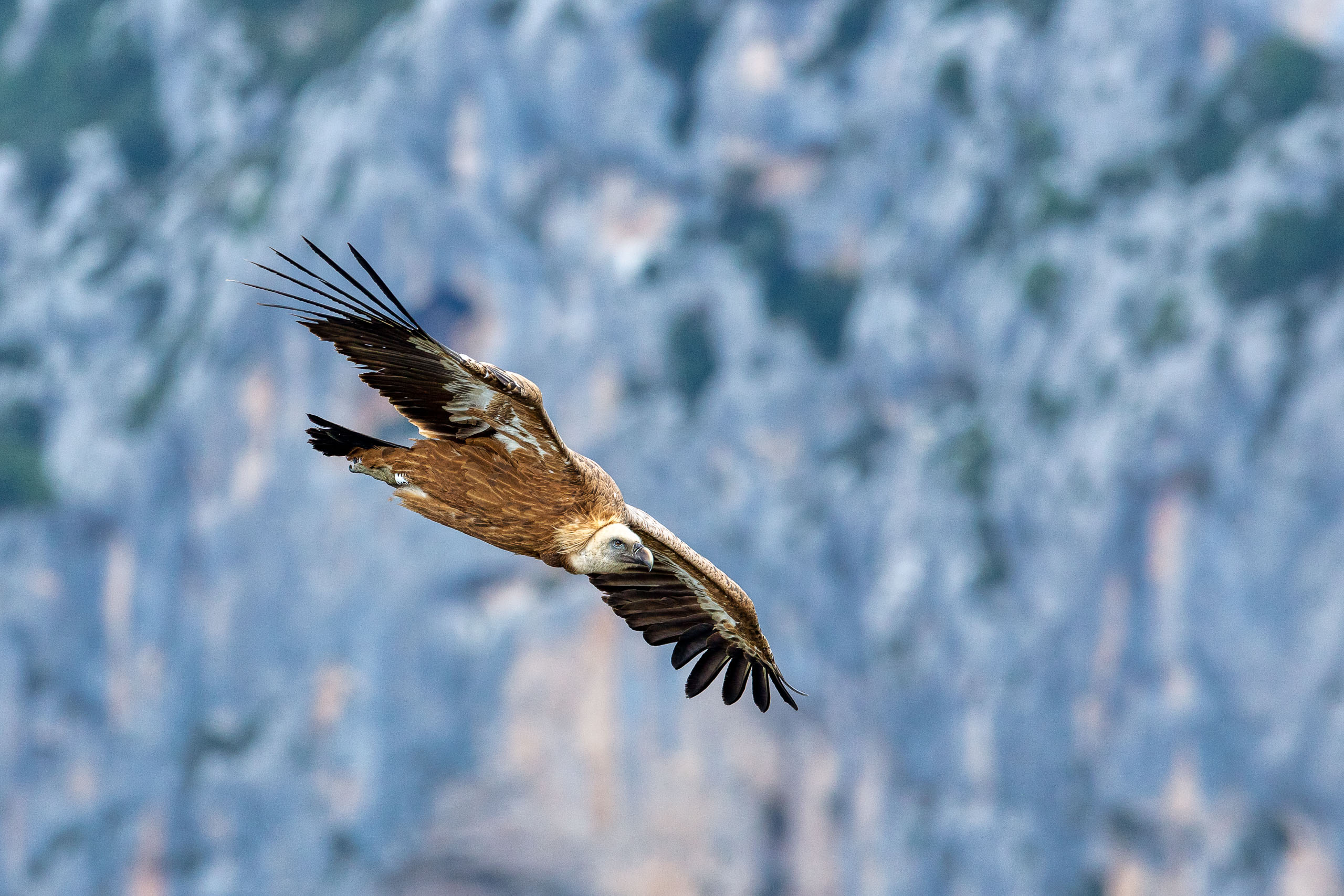 ngam-chim-ve-tuu-dan-verdon-gorge